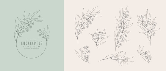 Blue gum Eucalyptus logo and floral branch. Hand drawn wedding herb, plant and monogram with elegant leaves for invitation save the date card design © merfin