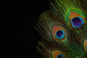 Beautiful bright peacock feathers on black background, closeup. Space for text