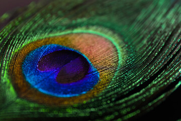 Fototapeta premium Beautiful bright peacock feather on black background, closeup