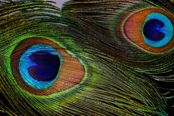 Beautiful bright peacock feathers on black background, closeup