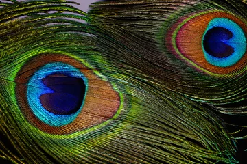 Stof per meter Beautiful bright peacock feathers on black background, closeup © New Africa