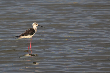 Black-Winged Stilt in Shallow Water. Wader bird stilt. Water bird pied avocet feeding in the lake. The pied avocet is a large black and white wader with long, upturned beak. Odessa Oblast, Ukraine.