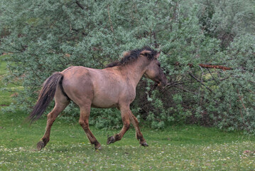 Fototapeta premium Foal on a desert island. Natural habitat. This is a photograph of wild mammals in the wild. Location: Danube Delta. Odessa region, Ukraine.