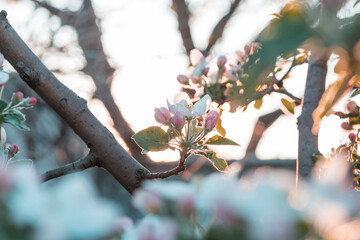 Blossom tree
