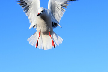 百合鴎､ユリカモメ、ゆりかもめ、Black-headed Gull,Larus ridibundus、渡り鳥