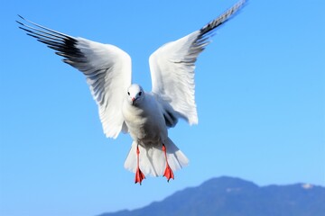 百合鴎､ユリカモメ、ゆりかもめ、Black-headed Gull,Larus ridibundus、渡り鳥