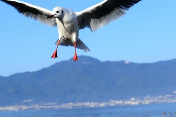 百合鴎､ユリカモメ、ゆりかもめ、Black-headed Gull,Larus ridibundus、渡り鳥