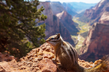 Chipmunk