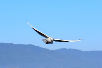百合鴎､ユリカモメ、ゆりかもめ、Black-headed Gull,Larus ridibundus、渡り鳥