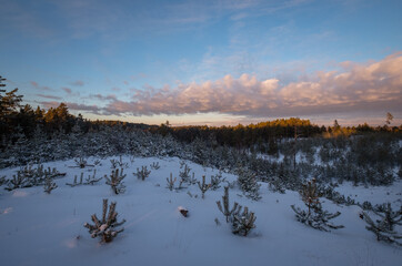 sunset in snowy pine tree forest evening
