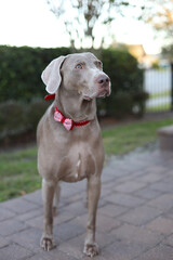 Weimaraner grey dog 