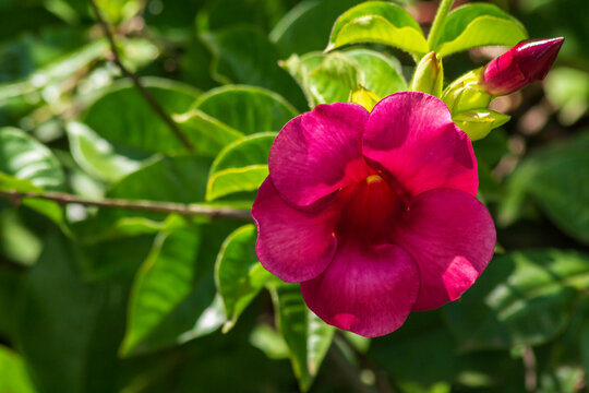 Alamanda IMG_9437