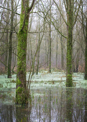 trees in flood plain