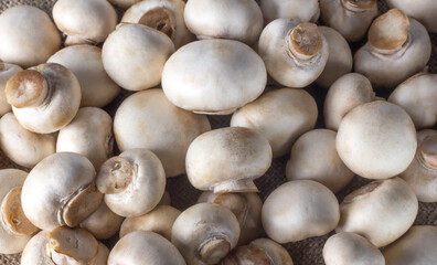 Fototapeta na wymiar natural background of white raw mushrooms and champignons