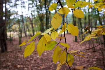 Westerheide heathland in Hilversum, Netherlands