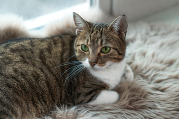 Cute cat on white faux fur rug at window sill indoors