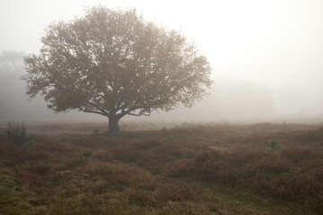 Fototapeta na wymiar Isolated tree in the mist on Westerheide heathland in Hilversum, Netherlands