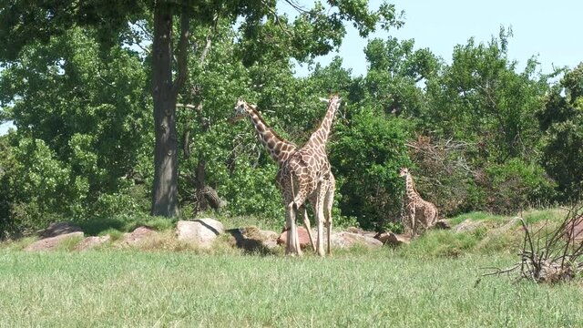 Two adult giraffes and a baby giraffe munching on leaves close to the trees