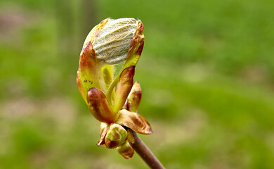 Large swollen buds on chestnuts in parks and squares.