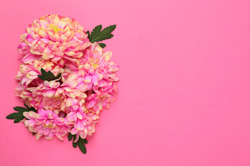 Beautiful chrysanthemums with leaves on pink background, flat lay. Space for text