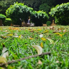 garden with flowers