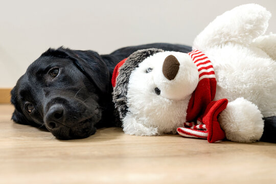 Zwarte labrador pup met ijsbeer knuffel