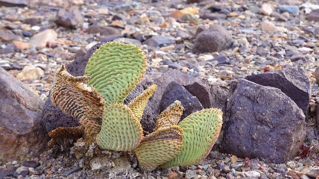 Bunny-ears prickly pear (Opuntia microdasys), desert wintering reddened in the sun. Cacti of California.