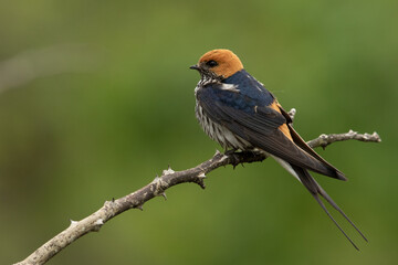 lessor striped swallow perched on branch