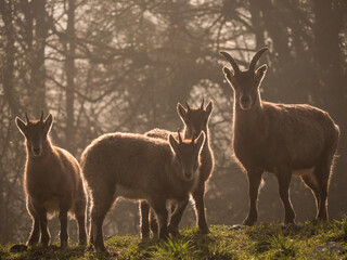 famille de bouquetin des Alpes