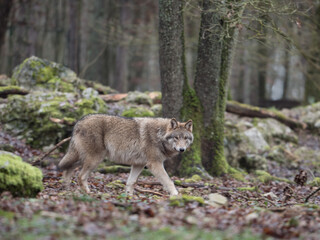 Loup gris dans une forêt