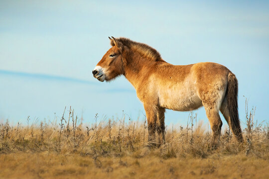 Przewalski's horse (Equus przewalskii or Equus ferus przewalskii), beautiful rare endangered horses in a pasture in the morning. Wildlife scene from nature, Hustai National Park, Mongolia