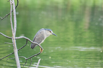 Indian pond heron or paddybird, Ardeola grayii, a small heron,perching on tree beside water., West Bengal , India