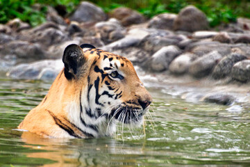 Fototapeta na wymiar Beautiful Royal Bengal Tiger , Panthera Tigris, bathing in water. It is largest cat species and endangered , only found in Sundarban mangrove forest of India and Bangladesh.
