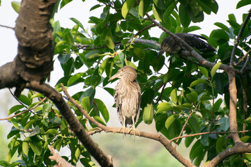 Indian pond heron or paddybird, Ardeola grayii, a small heron,perching on tree. It is found in southern Iran, east Pakistan, India, Burma, Bangladesh and Sri Lanka. Kolkata, West Bengal , India