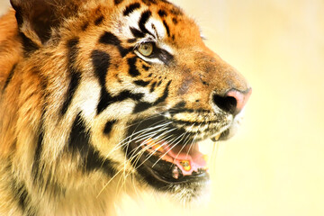 Royal Bengal Tiger , Panthera Tigris, West Bengal, India - tinted image . It is largest cat species and endangered , only found in Sundarban mangrove forest of India and Bangladesh.