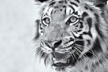 Fototapeta na wymiar Beautiful angry face of Royal Bengal Tiger , Panthera Tigris, West Bengal, India . It is endangered species , only found in Sundarban mangrove forest of India and Bangladesh. Black and white image.