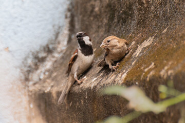 House sparrow nature stock image. They are common birds and found in every household of India.