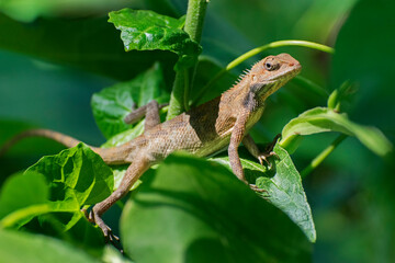 Beautiful Indian gecko inside a bush looking out , green foliage background, morning light , Kolkata, India - nature stock photograph