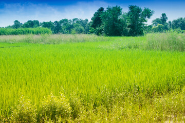 Fototapeta na wymiar Beautiful rural landscape of Paddy field, blue sky , Howrah, West Bengal, India