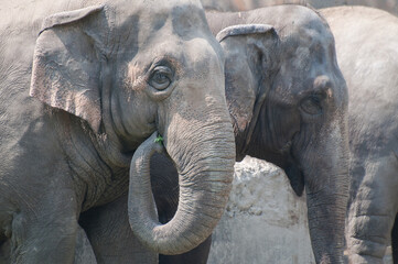 Close-up of Indian elephants (Elephas maximus indicus) eating green grass, Kolkata, West Bengal, India