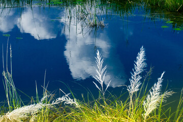 Kans grass , Saccharum spontaneum and water reflection of sky, Kolkata, West Bengal, India -...