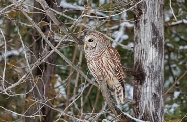 Barred owl in snowy perch