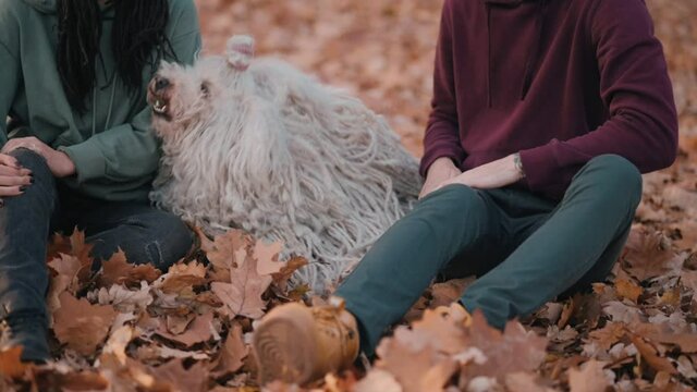 Couple playing with dog. Young happy couple petting their pet while sitting on fallen leaves. Hungarian Shepherd Dog Buli breed in nature.