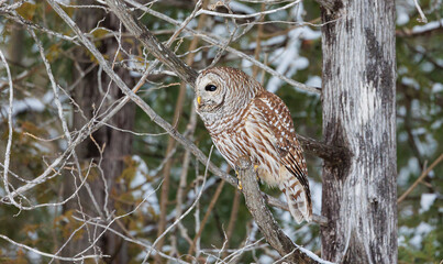 Barred owl in snowy perch