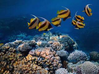 Fototapeta na wymiar Underwater scene. Coral reef and fish groups