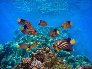 Obraz na płótnie Canvas Underwater scene. Coral reef and fish groups