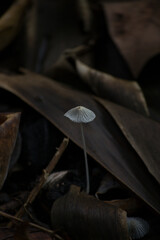 Fruit body known as fungus or mushroom in tropical regions of Rio de Janeiro, Brazil.