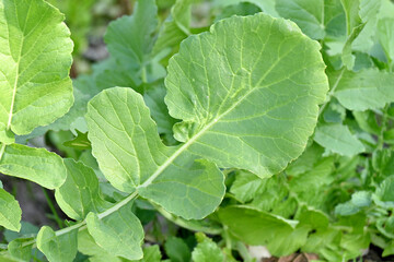 closeup the green ripe radish leaves with plant in the farm over out of focus green brown background.