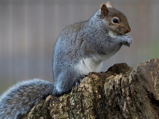 squirrel in the park