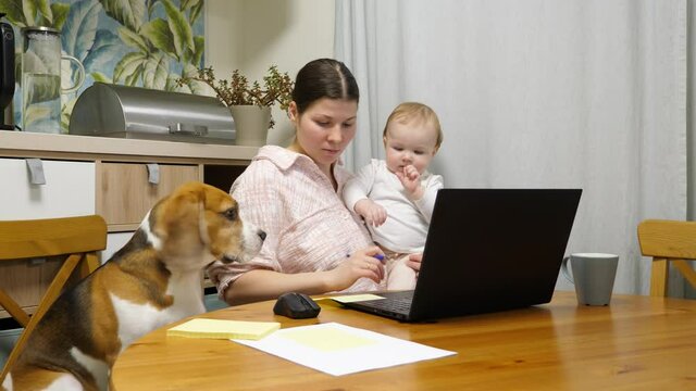 Young woman tries to work with a baby in her arms and a dog on the other side. The housewife is busy working part-time online, but her tiny daughter and dog also demand attention